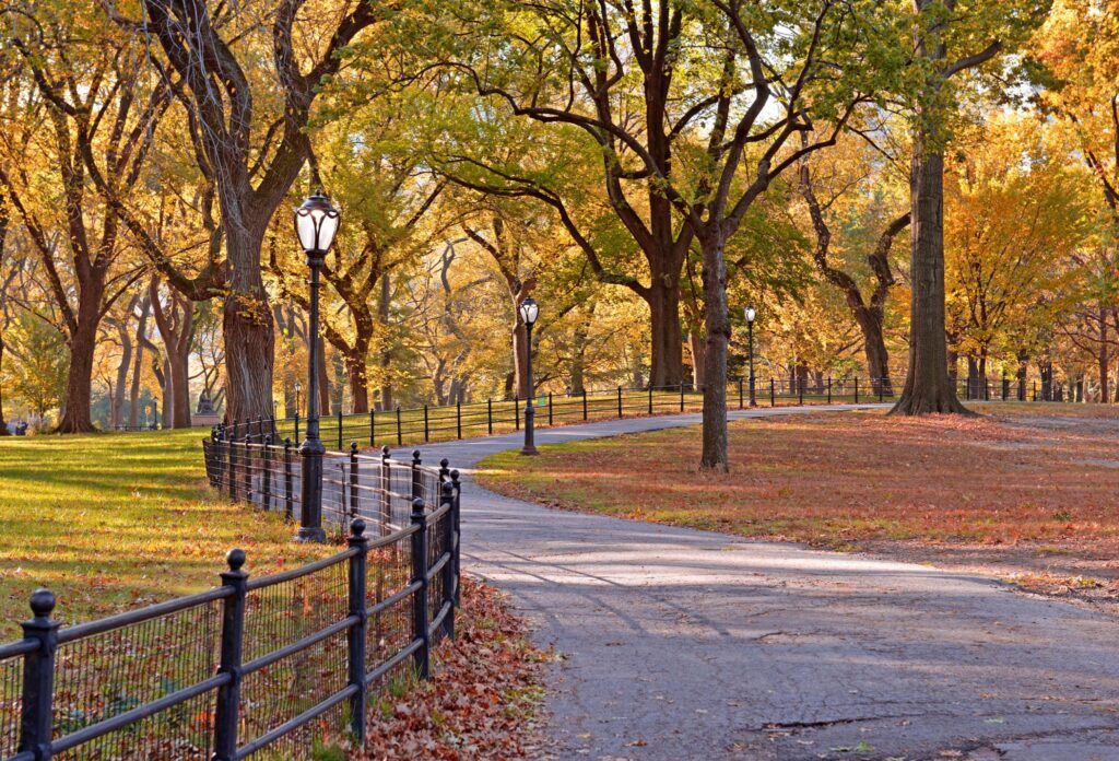 Fall Foliage in Central Park, Manhattan New York.