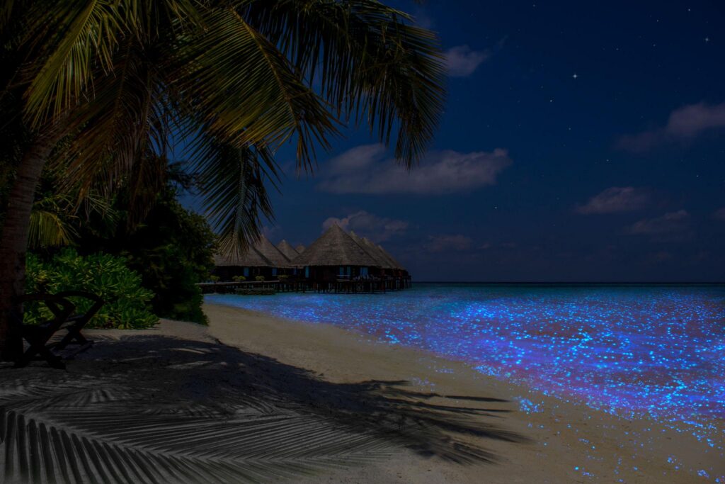 The "Sea of Stars" bioluminescence
phenomenon found in the Maldives.