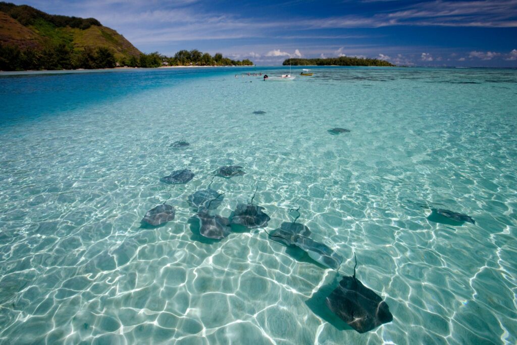 Stingrays swimming in the shallow, crystal-clear lagoon waters of Moorea in French Polynesia.