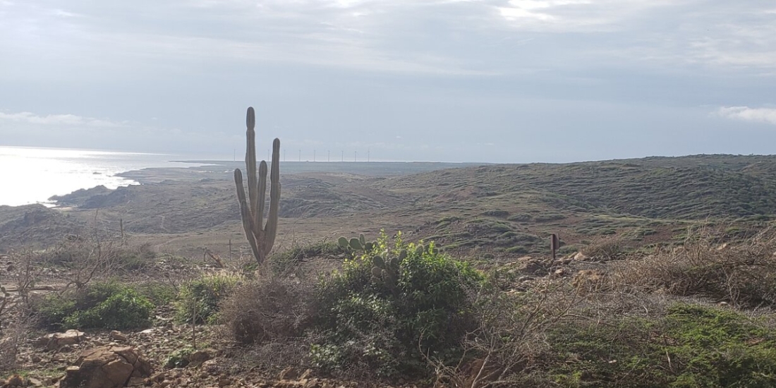 Arikok National Park comprises nearly 20% of Aruba's total land area, showcasing a rugged desert landscape, dramatic volcanic coastlines, and rich historical sites that contrast sharply with the island's resort zones.