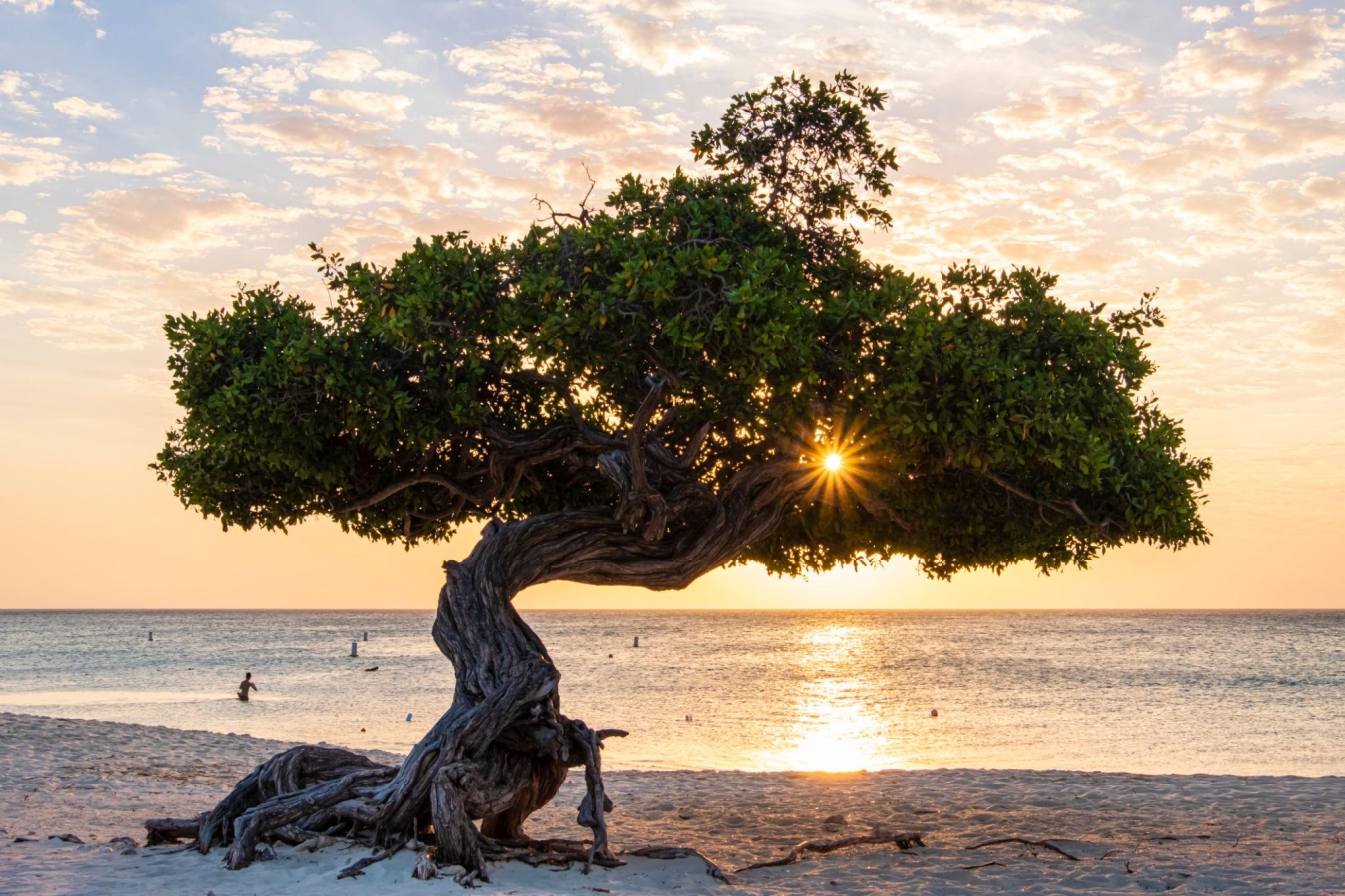 A Fofoti tree located on the white sands of Eagle Beach in Aruba,