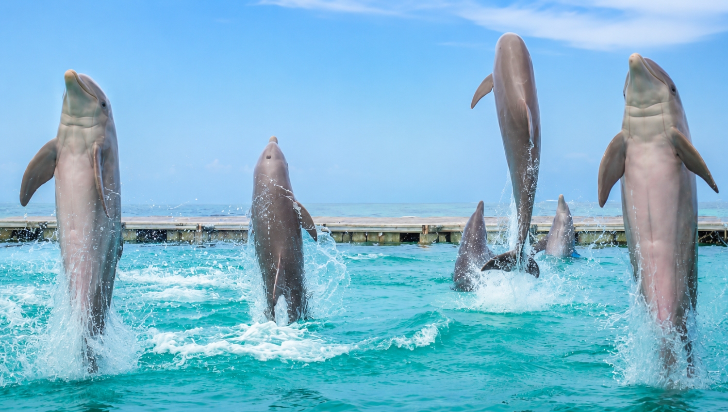 Dolphin Island Park is an offshore marine activity park located off the coast of Bavaro Beach in Punta Cana that offers swimming with bottlenose dolphins, as well as nurse sharks and stingrays.
