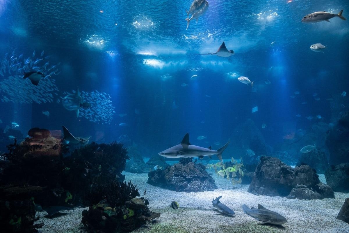 The main tank at the Oceanario de Lisboa, or Lisbon Oceanarium, in Portugal, one of the largest aquariums in Europe, showcasing diverse marine life, including various shark species, stingrays, and schools of fish.