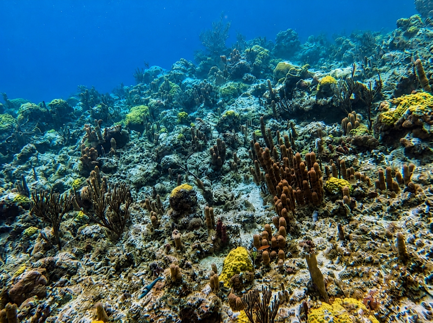 Smith's Reef is located on the north shore of Providenciales in the Turks and Caicos Islands known for its diverse marine life, including spotted eagle rays and various Caribbean corals.