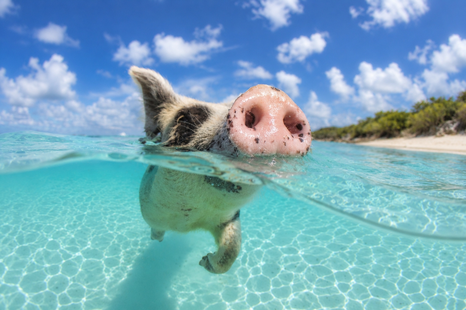 The famous swimming pigs located on Pig Beach in the Exuma Islands of the Bahamas.